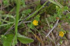 Hypericum japonicum